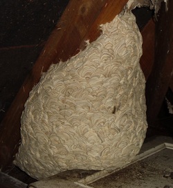 interior wasps nest in shepherds bush