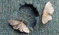 clothing moth sw london