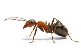 Ant pest control notting hill