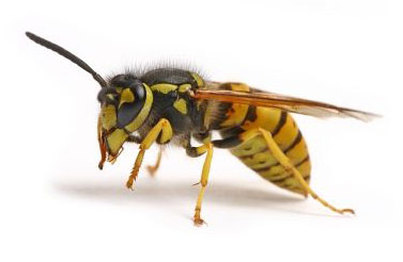 adult wasp in sw & west london