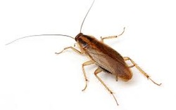 Hammersmith cockroach 