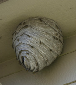 exterior wasps nest shepherds bush
