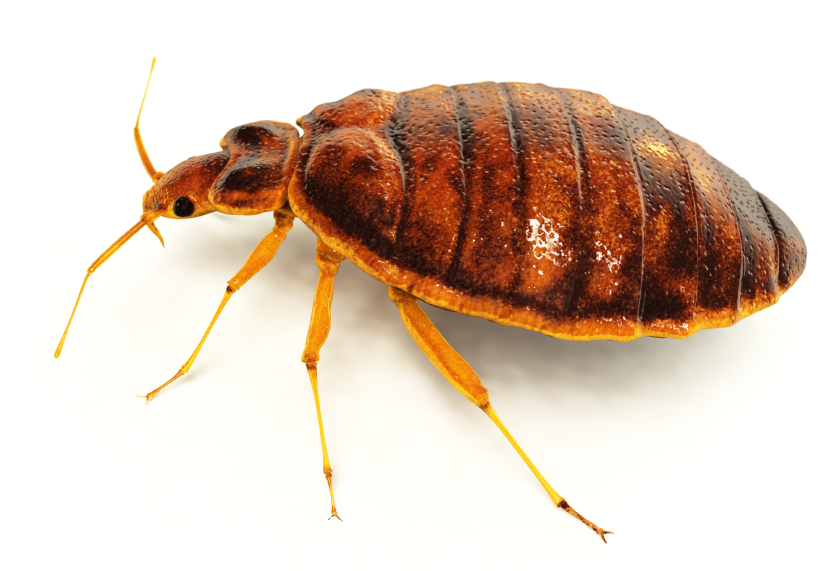 Bed Bug control London