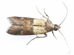 epsom house moth pest control
