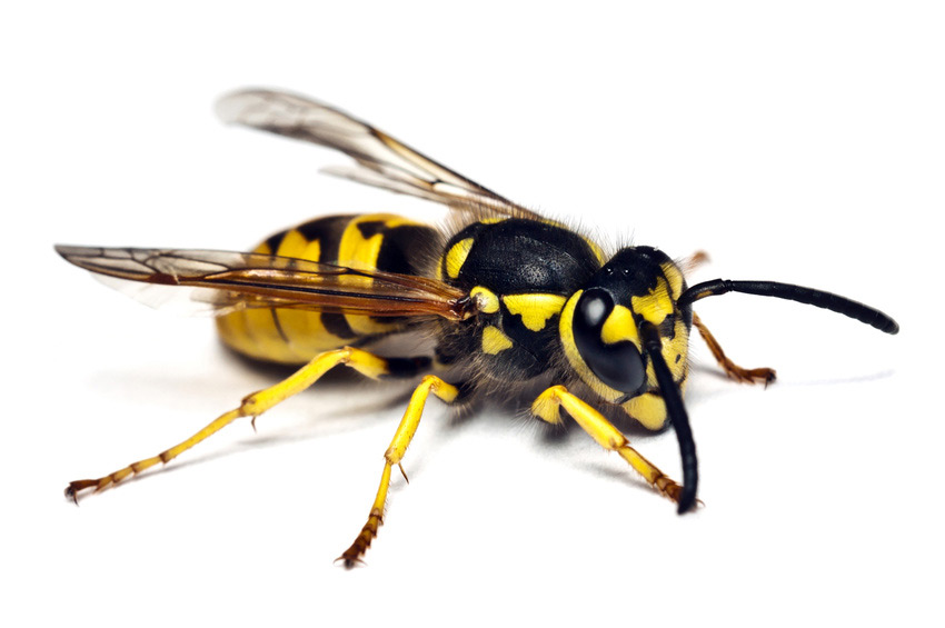 Wasp nest removal pest control epsom