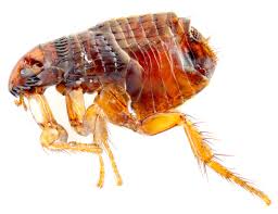 flea treatment pest control epsom 