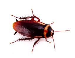 cockroach pest control kensington