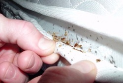 evidence of bed bugs in brighton & Hove