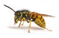 wasp in wandsworth