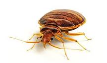 adult bed bug in richmond, surrey