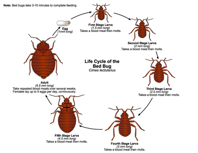 life cycle of bed bugs kensington